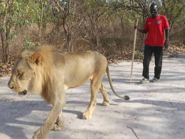 Excursion The Lions Walk Tour in Senegal