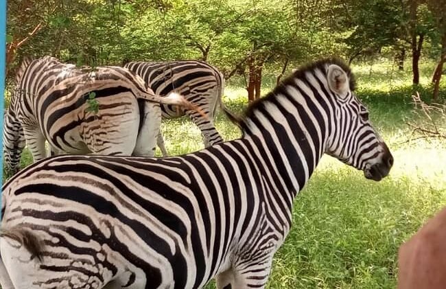 Half Day Tour :Safari Game Drive in Bandia Animals Reserve