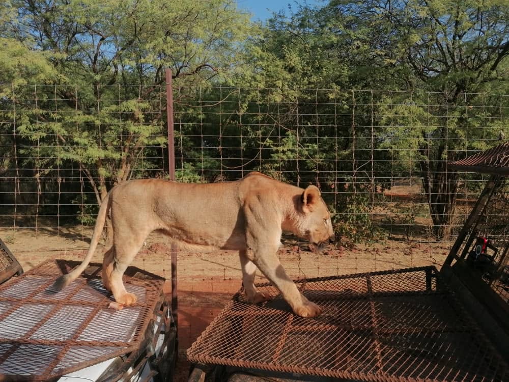 Safari with the lions in Ranch De Bandia