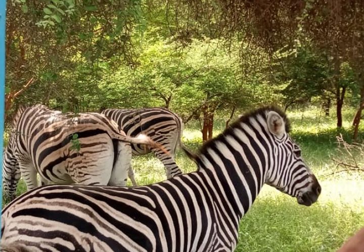 Half Day Tour :Safari Game Drive in Bandia Animals Reserve